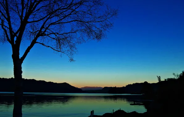 Landscape, night, lake, tree, silhouettes