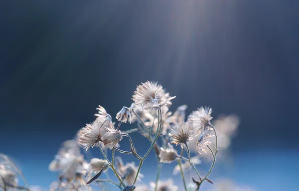 Picture macro, light, background, plant
