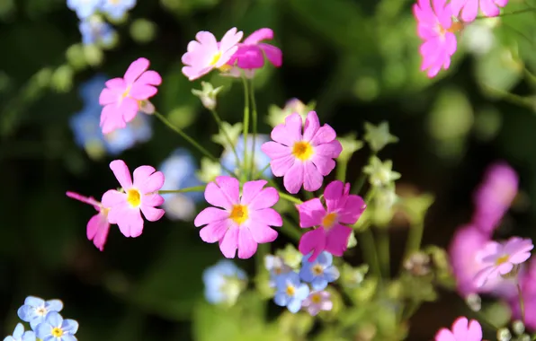 Macro, nature, petals, inflorescence