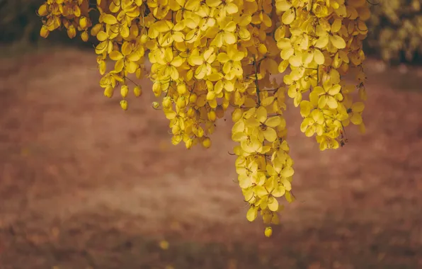 Nature, Petals, Nature, Beautiful, Flora, Blooming, Flora, Petals