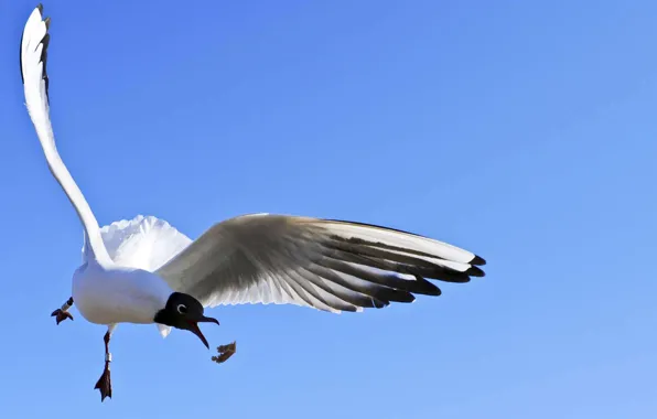 Picture the sky, flight, blue, bird, seagulls
