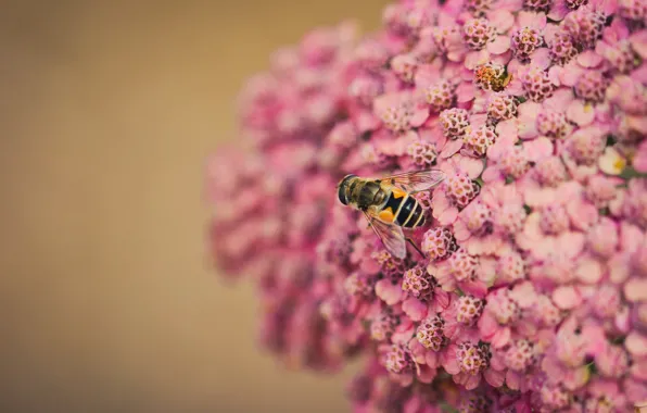 Picture flowers, bee, background, blur