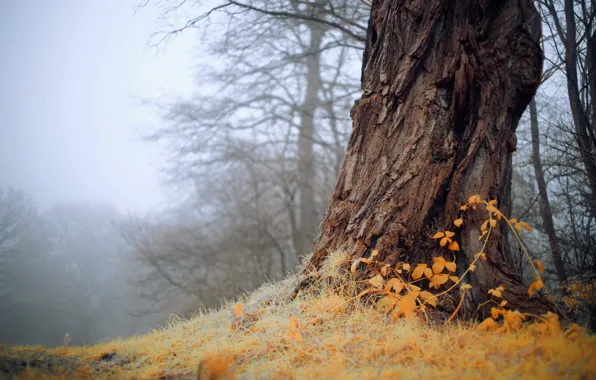 Picture nature, fog, tree