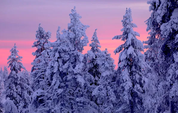 Winter, trees, sunset, ate, Finland, Finland, Lapland, Lapland