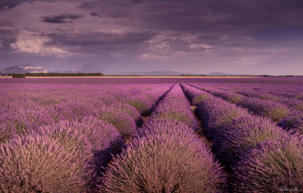 Field, lavender, Provence