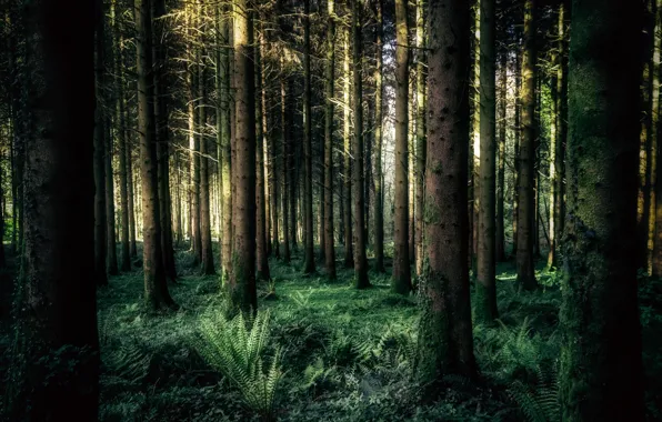 Picture forest, nature, fern