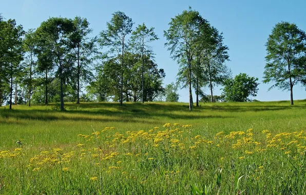 The sky, grass, trees, landscape, flowers, nature, glade, plants