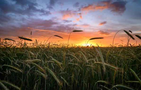 Field, the sky, the sun, clouds, light, sunset, nature, rye