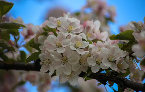 The sky, leaves, flowers, branch, spring, white, Apple, flowering