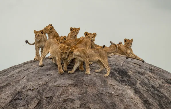 Picture nature, The lions, animals