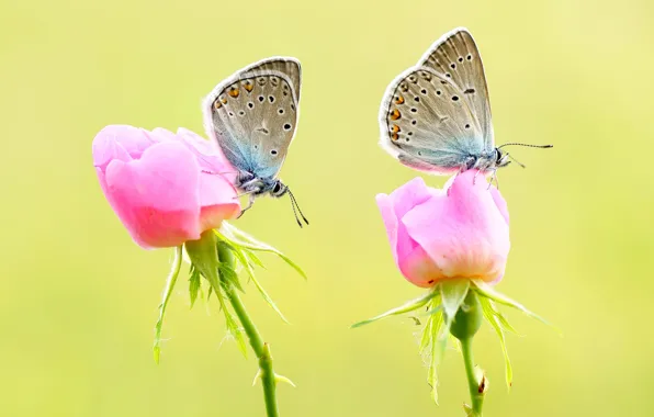 Picture macro, flowers, background, butterfly, two, roses, pair, insect