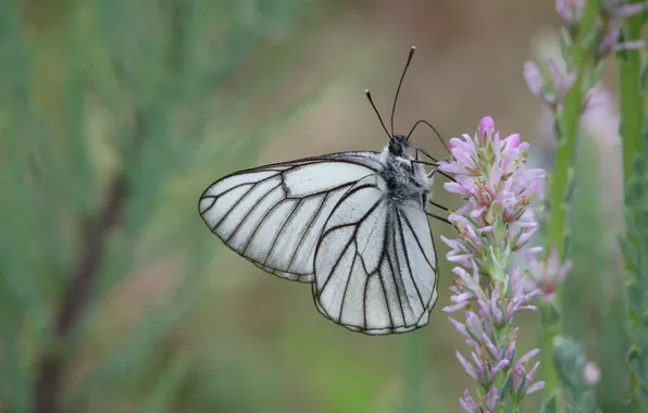 Flowers, nature, butterfly, wings