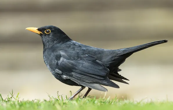 Picture look, glade, Blackbird (Turdus merula), readiness to take off