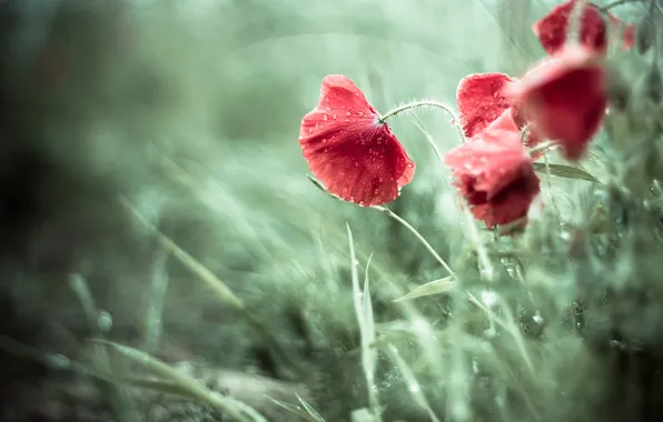 Drops, flowers, red, Maki, petals