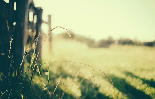Grass, nature, the fence