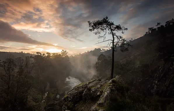 Picture landscape, tree, mountain