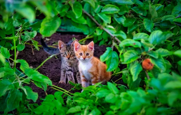 Leaves, kittens, kids, a couple, two kittens
