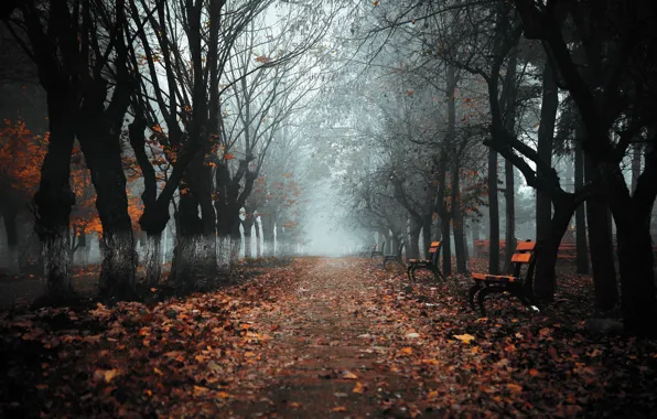 Autumn, the city, fog, Park, bench