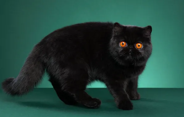 Cat, cat, look, pose, black, face, green background, Studio