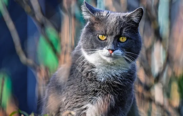 Cat, grass, cat, look, light, branches, nature, pose