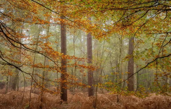 Picture autumn, forest, trees, fog