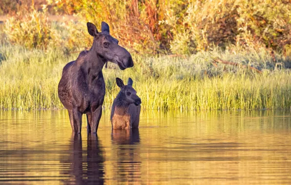 Summer, nature, moose