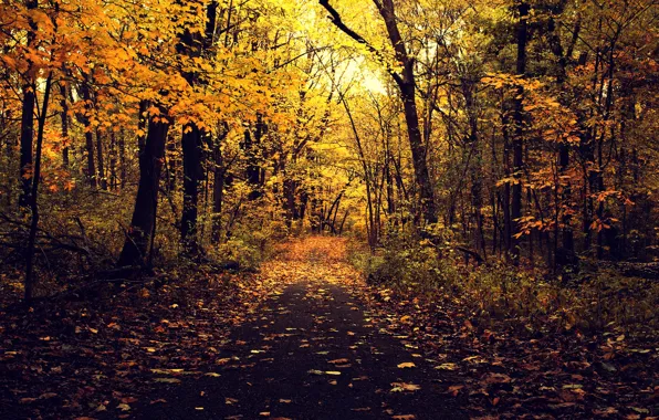 Road, autumn, asphalt, leaves, trees, branches, nature, Park