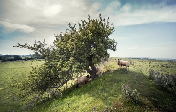 Picture nature, tree, sheep