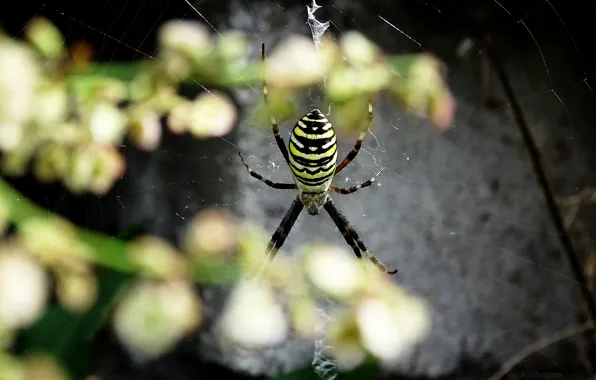 Macro, Spider, spider, macro
