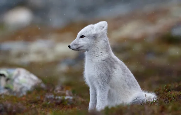 Picture autumn, nature, profile, Fox