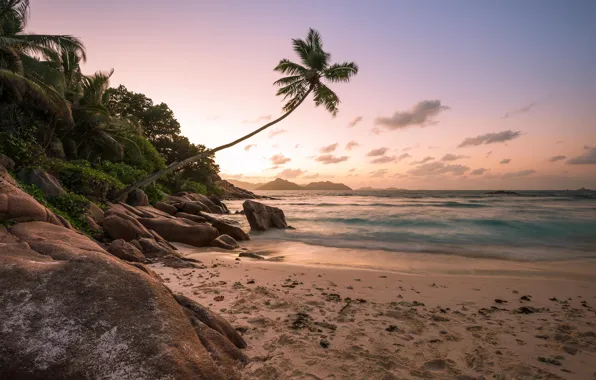 Beach, sunset, palm trees, the ocean, shore