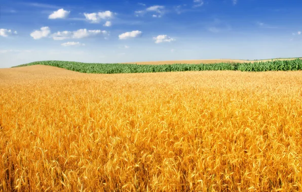 Picture The sky, Nature, Field, Ear