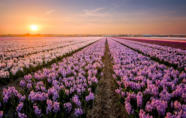 Field, the sky, the sun, flowers, home, spring, morning, pink