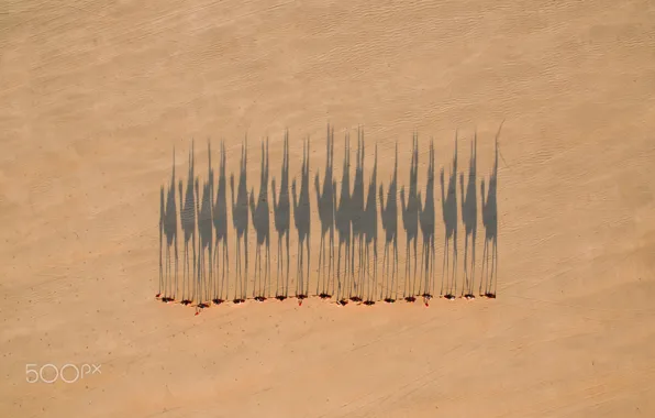 Desert, shadows, camels, caravan