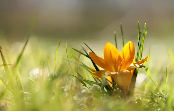 Picture grass, light, flowers, yellow, glade, one, blur, spring