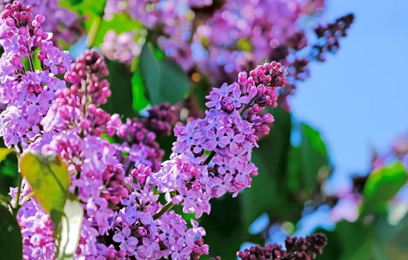 Wallpaper nature, bokeh, lilac, flowering, branches, spring