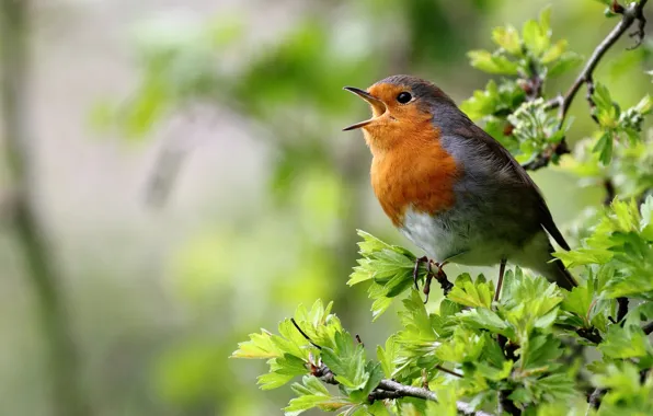 Picture branch, singing, Robin