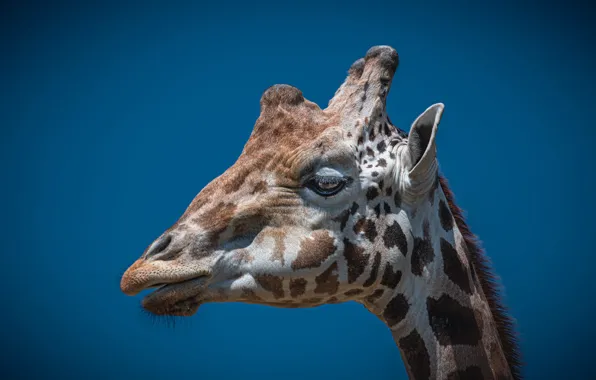 Look, face, portrait, giraffe, blue background