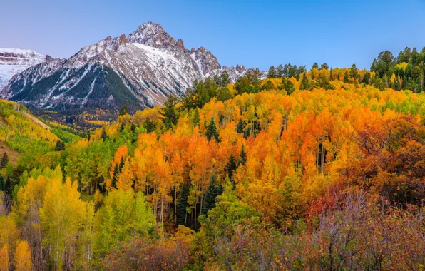 Autumn, forest, mountains, Colorado, USA, Aspen