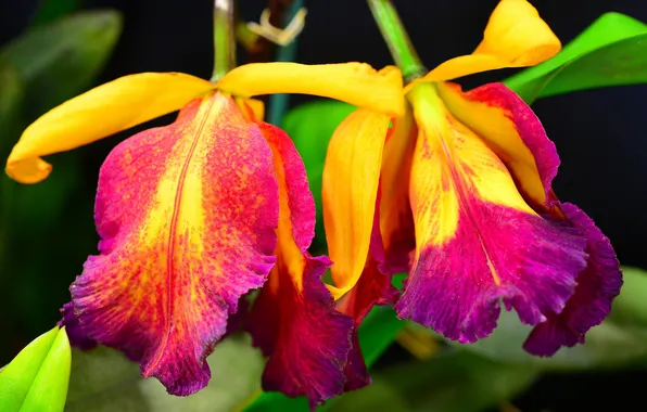 Picture flowers, nature, plant, petals, stem