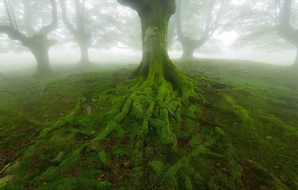 Picture trees, roots, fog, moss
