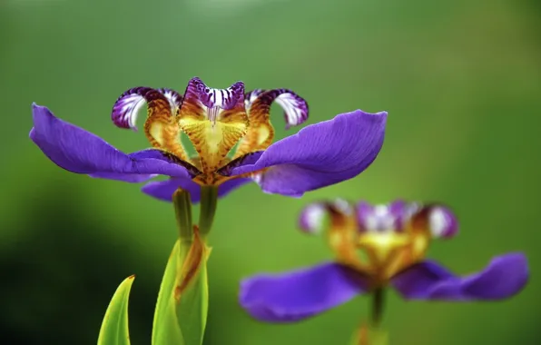 Macro, irises, two