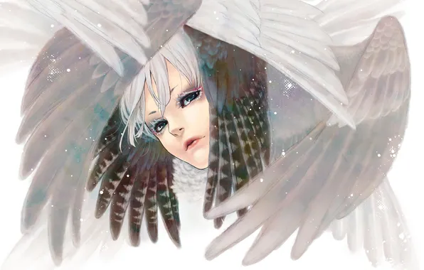 Wings, feathers, Face