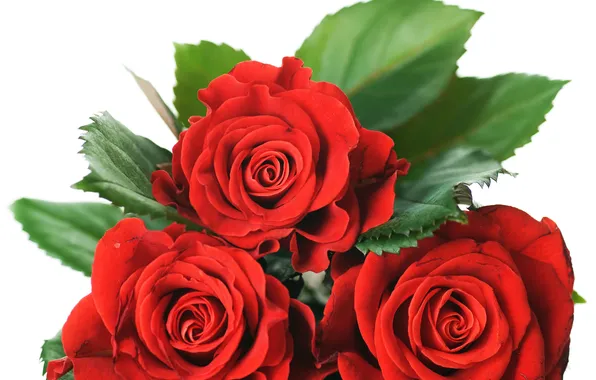 Roses, red, three, white background