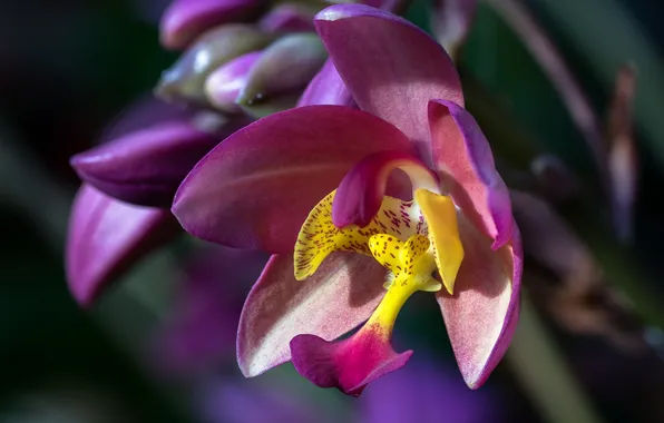 Macro, Orchid, Spathoglottis