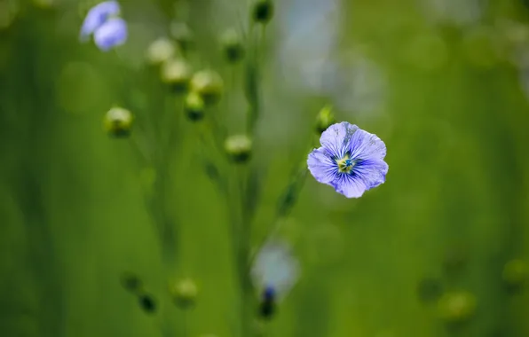 Flowers, background, blur, blue, len, lilac