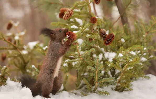 Picture snow, branches, nature, spruce, protein, bumps, animal, rodent