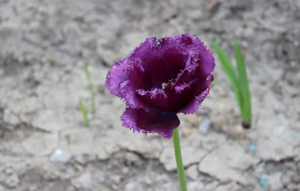 Stem, petal, Purple