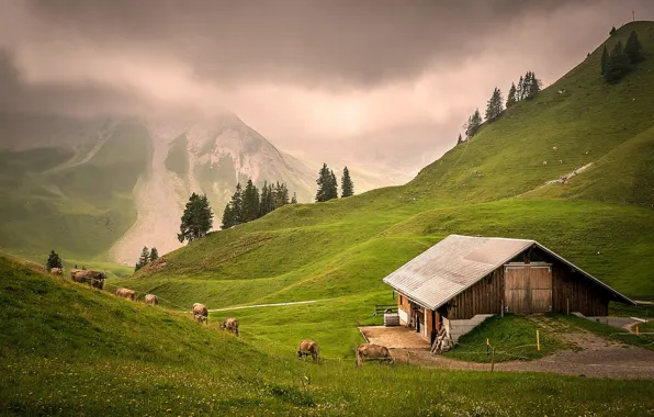 The sky, mountains, fog, hills, the slopes, tops, ate, cows