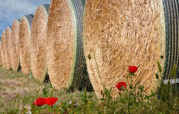 Maki, hay, bales